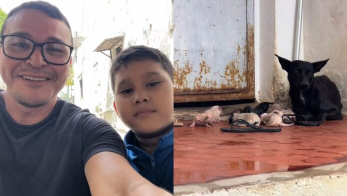 Imagem do WhatsApp de 2025-11-30 à(s) 15.42.43_d6b118bc Pai e filho resgatam oito filhotes recém nascidos da chuva em Boa Vista