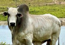 Pecuária de Roraima vive crescimento inédito com produção 100 por cento local Pecuária de Roraima vive crescimento inédito com produção 100 por cento local