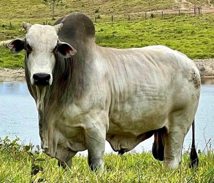 Pecuária de Roraima vive crescimento inédito com produção 100 por cento local