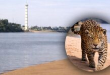 Em Boa Vista, morador registra pegadas frescas de onça na margem do Rio Branco e faz alerta