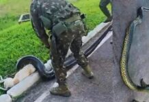 Cadela é salva de ataque de sucuri por militares