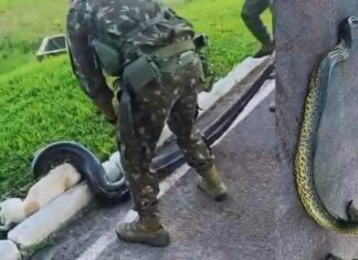 Cadela é salva de ataque de sucuri por militares